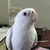 Bibi Parrot