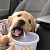 olivial_0313