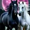 sonaelhqgkq