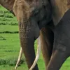 nani.nor8