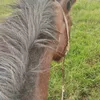 miguel.agro