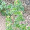 maranatha_herbal
