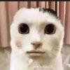 ibrahim313_0