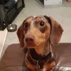 thewienerdog224