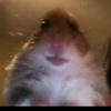 russianantifemhamster_z