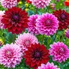 adnan.obied7