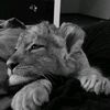 unezeva_111