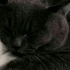 sxine_2010