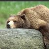 mummabear950