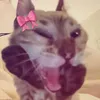 qpuenk