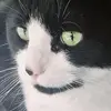 Tracy