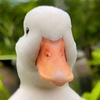 duck23082564