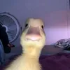 pjfxo