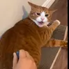 _funnypetvideos_