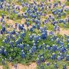 fieldofbluebonnets