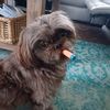 whatthedogdoinshihtzu