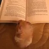 studywithemma1_