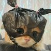 nbilaaaaw