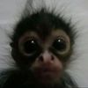 mister.m0nkey.man