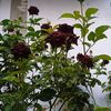 Mawar Hitam