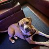 boxer.pitt