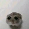 laratitapapu.1