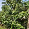 musyafir896