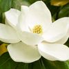 magnoliaresellers2