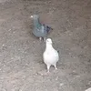 fbdjb.jbchkv