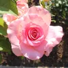 senora_rose