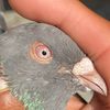 r.m.pigeon