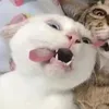 pzxiel_898
