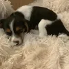 eleni_298