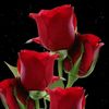 red monet