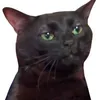 Black Cat Zoning Out Coin