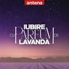 Iubire cu parfum de lavandă
