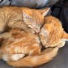 the.orange.bros.a