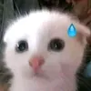 _cotiencacdai_