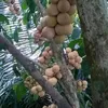hiuadiu
