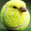 Tennis bird