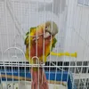 q6ljj