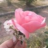 susamlisimitvecay