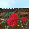 valdemiraconceica2