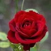 user1937099200570