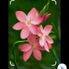 bhvvghuttu75