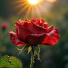 shamim_islam_12