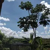 Chácaraembaúba