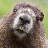 harry_beaver420