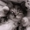 tokcuk_lovv