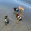 ぼのろん